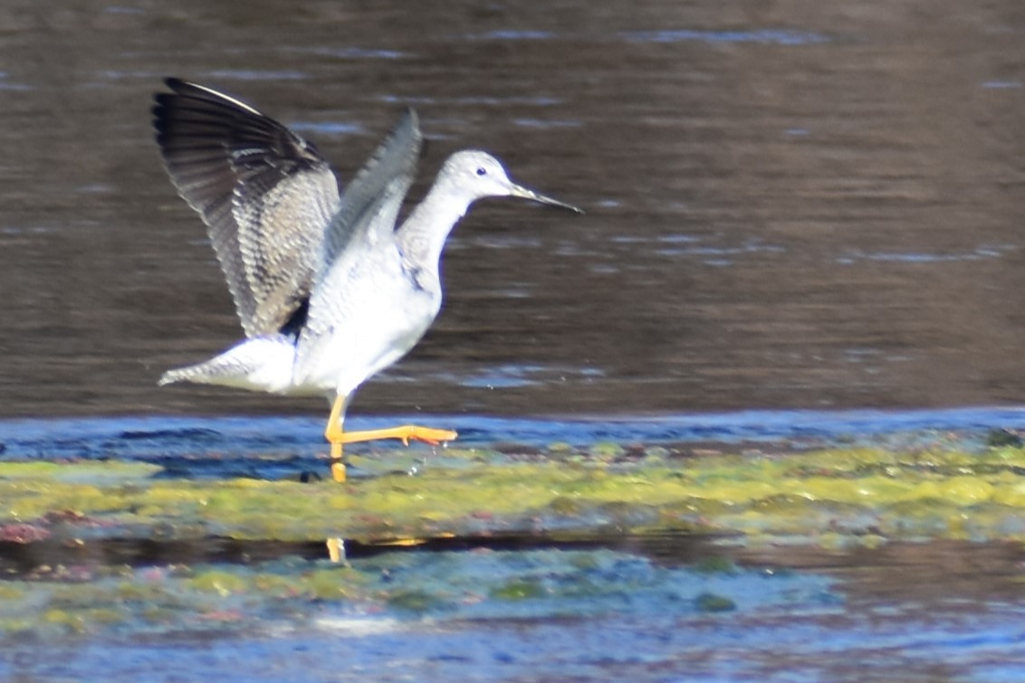 Greater Yellowlegs - Jason Leduc