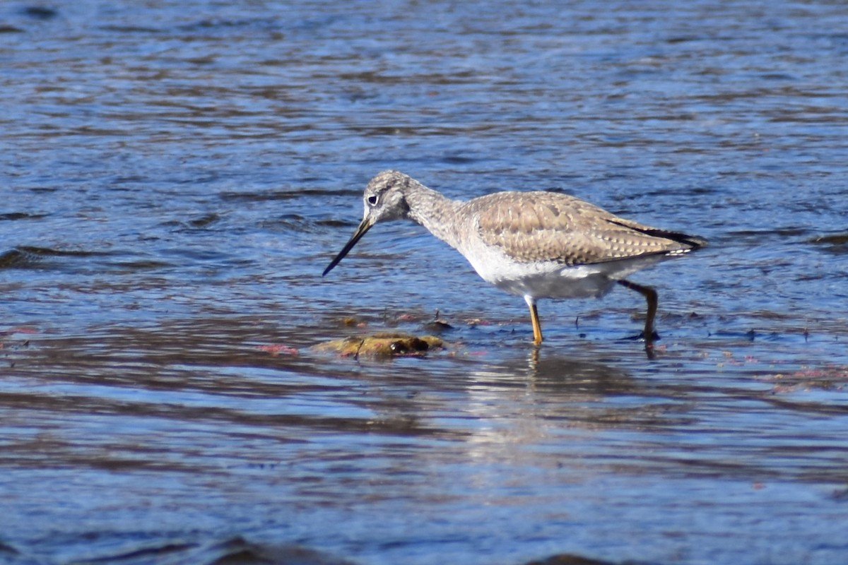 Greater Yellowlegs - Jason Leduc