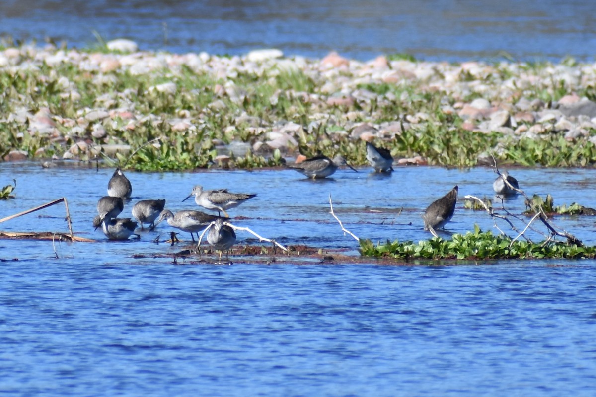 Greater Yellowlegs - Jason Leduc