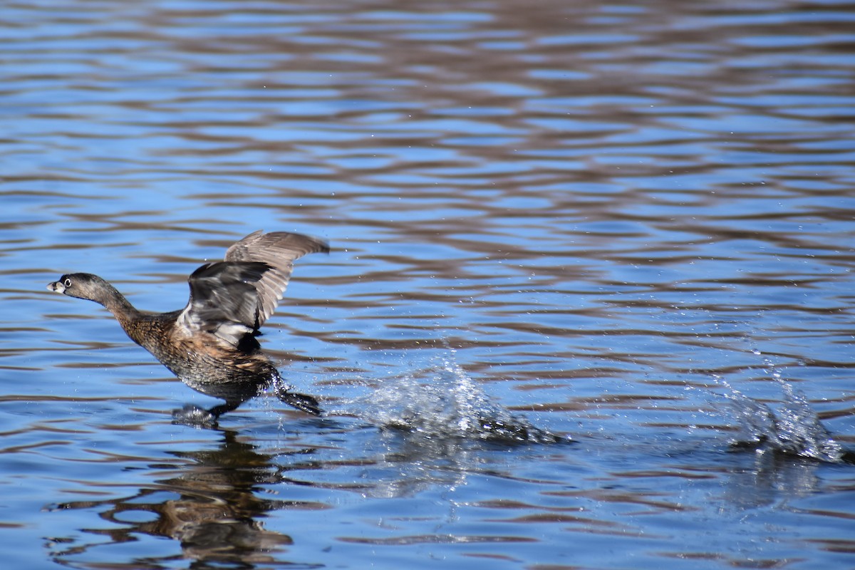 Pied-billed Grebe - Jason Leduc