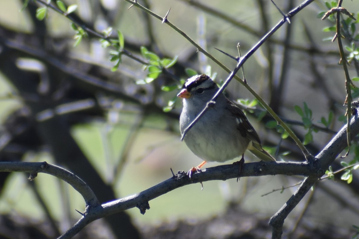 White-crowned Sparrow - Jason Leduc
