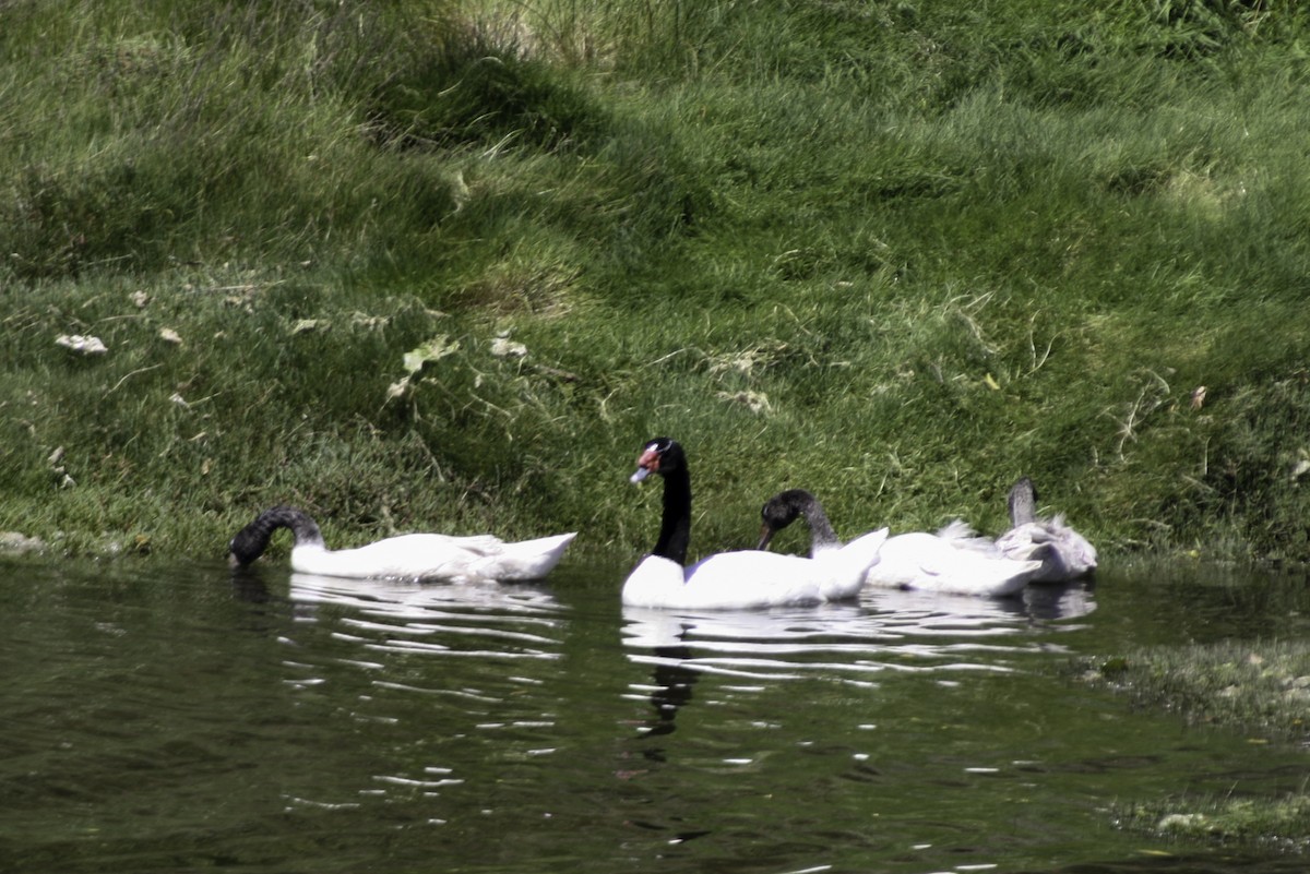 Black-necked Swan - ML614786638