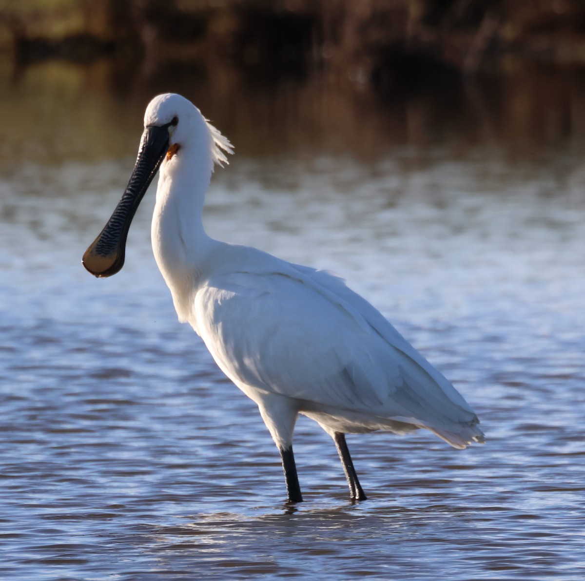 Eurasian Spoonbill - ML614786665