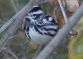 Black-and-white Warbler - ML614786701