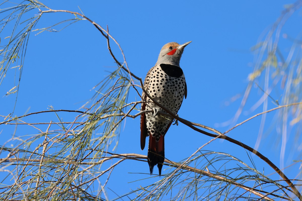 Northern Flicker - ML614786714