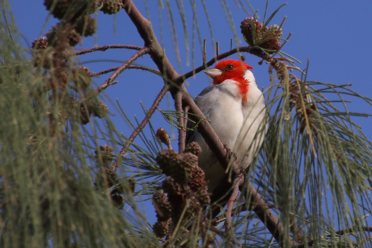 Red-crested Cardinal - ML614786715