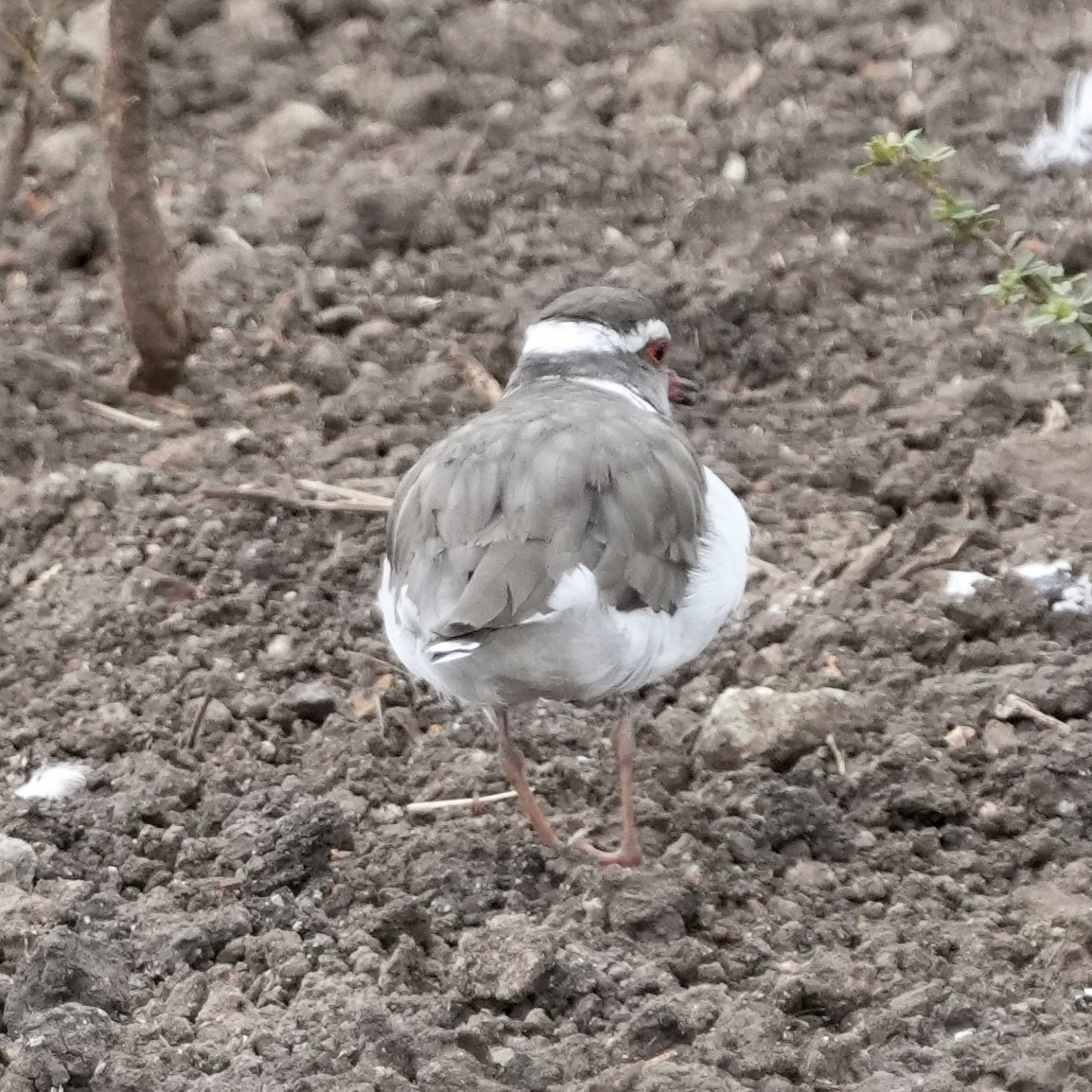 Three-banded Plover - ML614786716