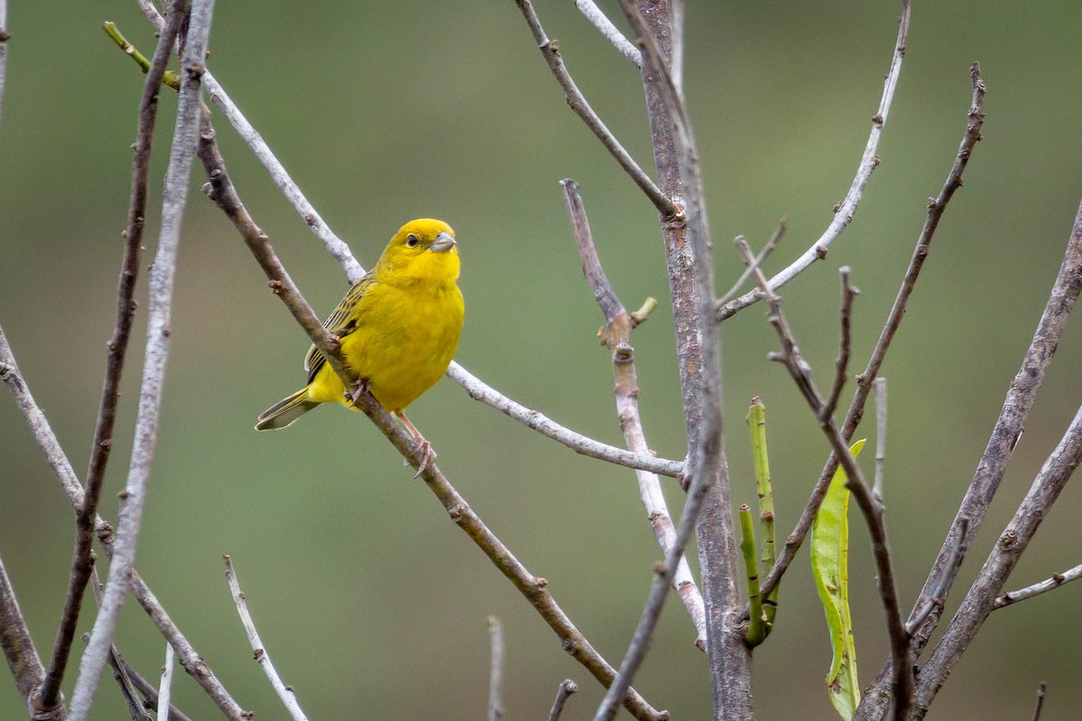 Stripe-tailed Yellow-Finch - ML614786722