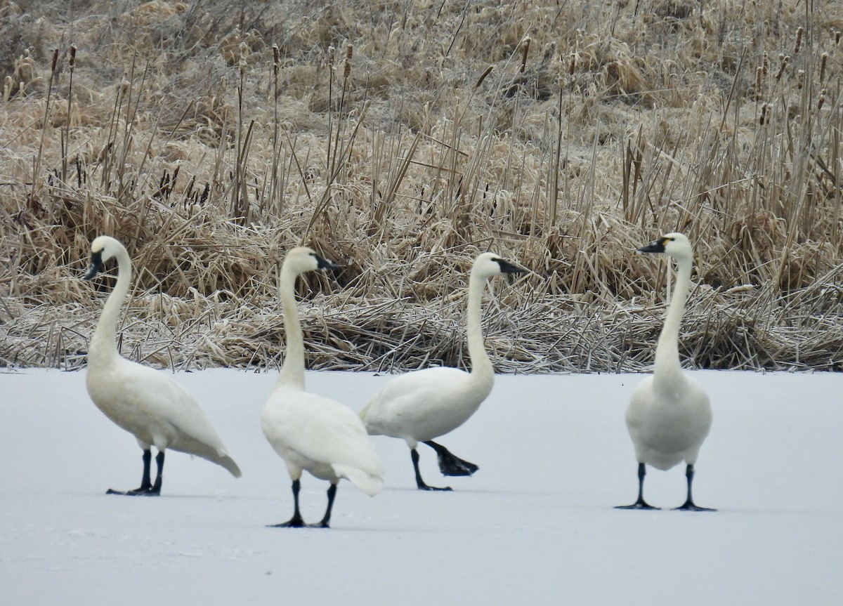 Tundra Swan - ML614786730