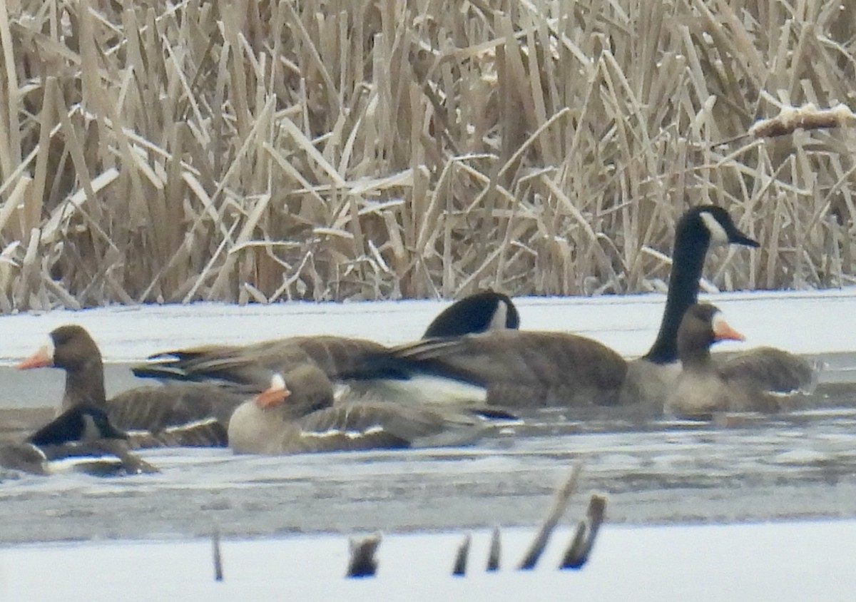 Greater White-fronted Goose - ML614786783