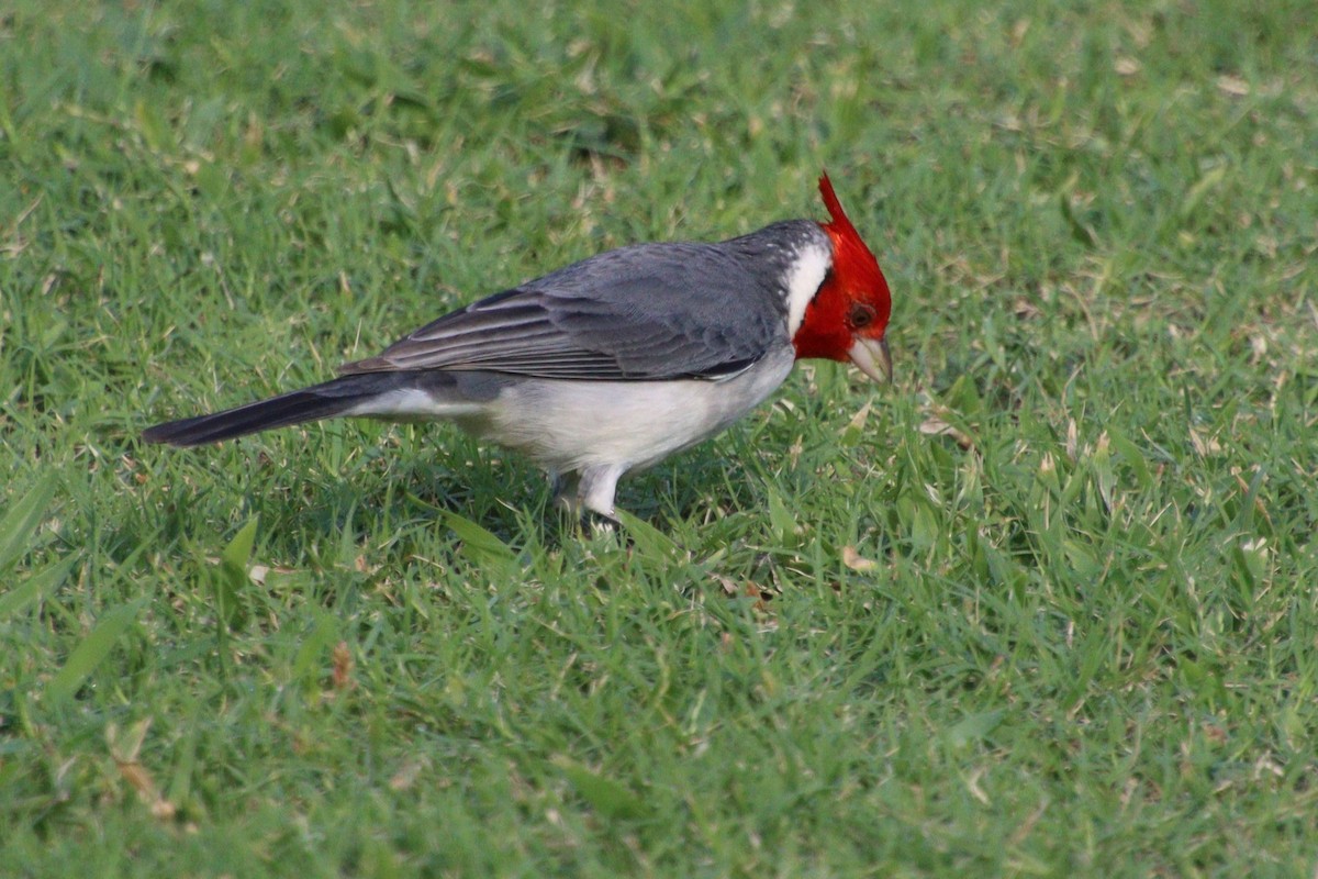 Red-crested Cardinal - ML614786786