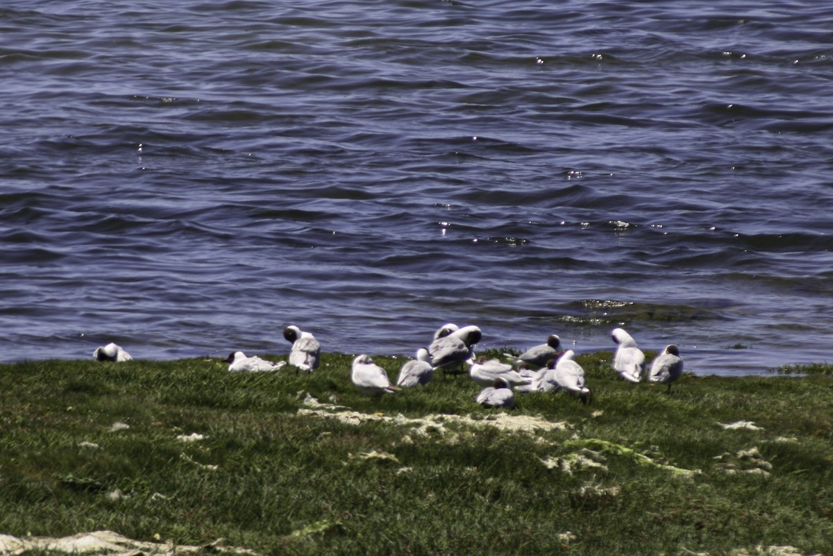 Mouette de Patagonie - ML614786864