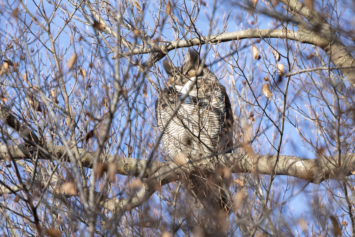 Great Horned Owl - ML614786881