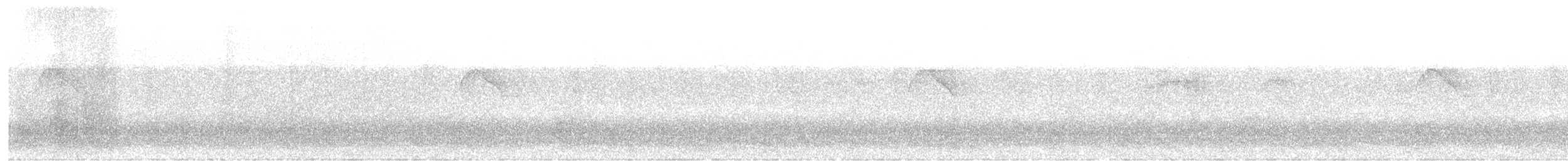 Тиран-крихітка білолобий (підвид zeledoni) - ML614786904