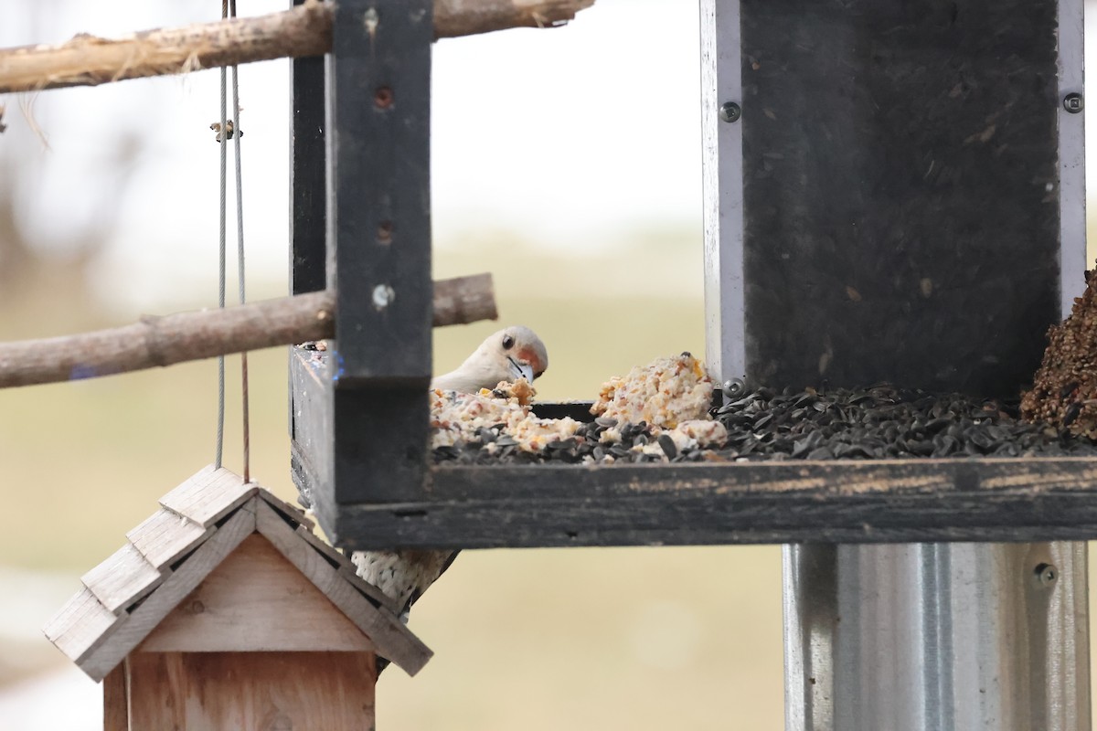 Red-bellied Woodpecker - ML614786917