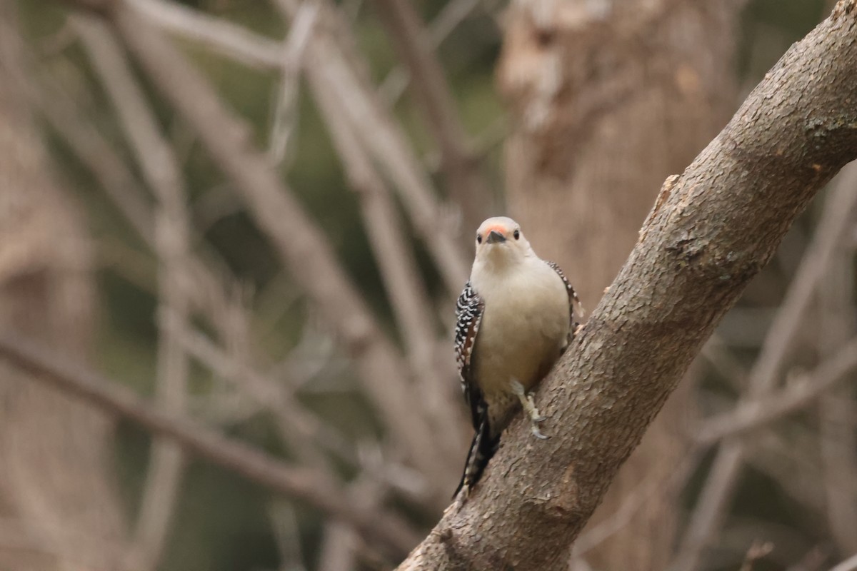 Red-bellied Woodpecker - Marie Provost