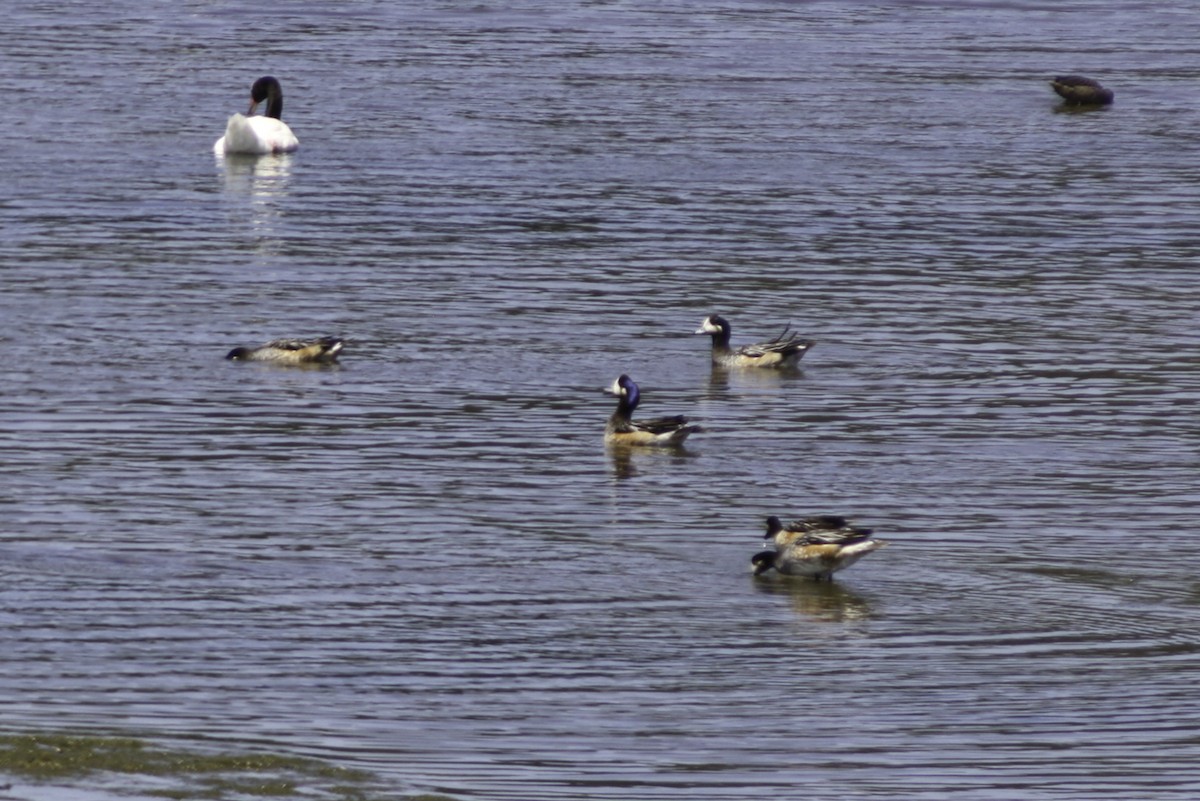 Chiloe Wigeon - ML614786940