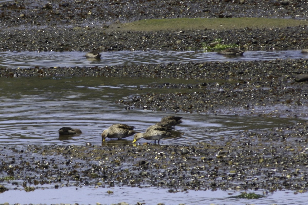 Yellow-billed Pintail - ML614786952