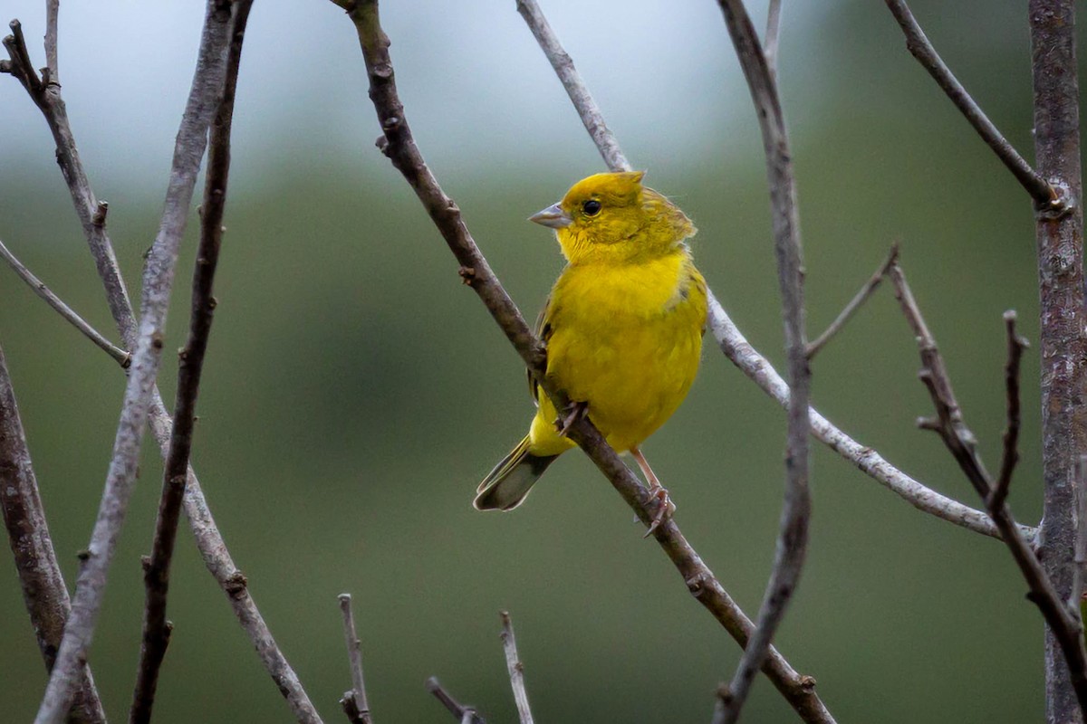 Stripe-tailed Yellow-Finch - ML614786955