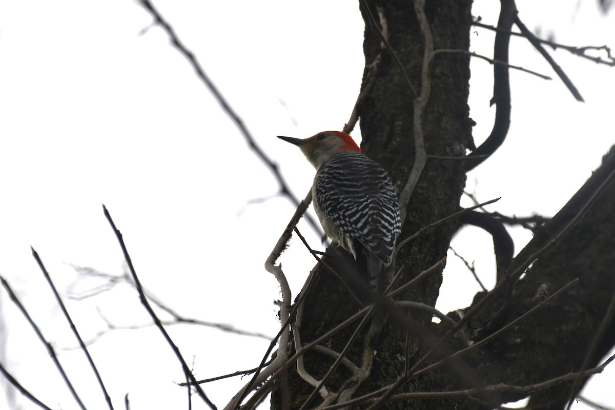 Red-bellied Woodpecker - ML614786967