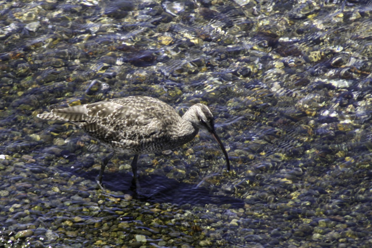 Whimbrel - ML614786969