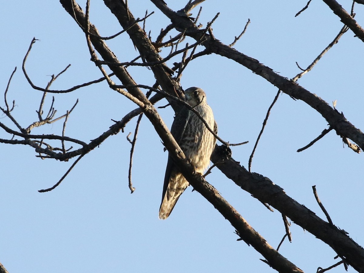 Peregrine Falcon - Menachem Goldstein