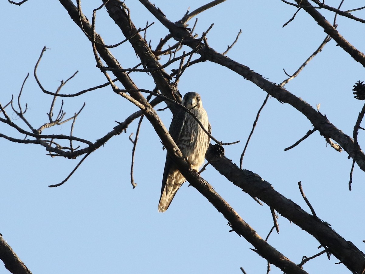 Peregrine Falcon - ML614786974