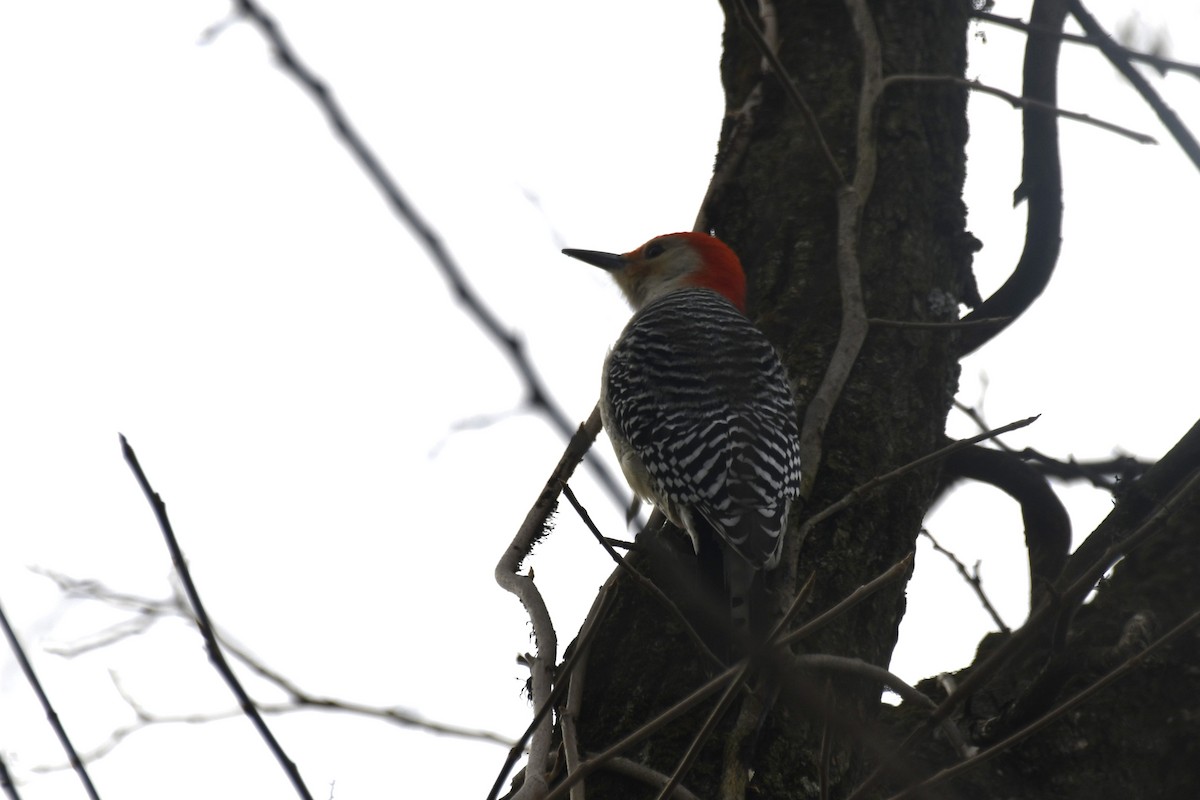 Red-bellied Woodpecker - ML614786978