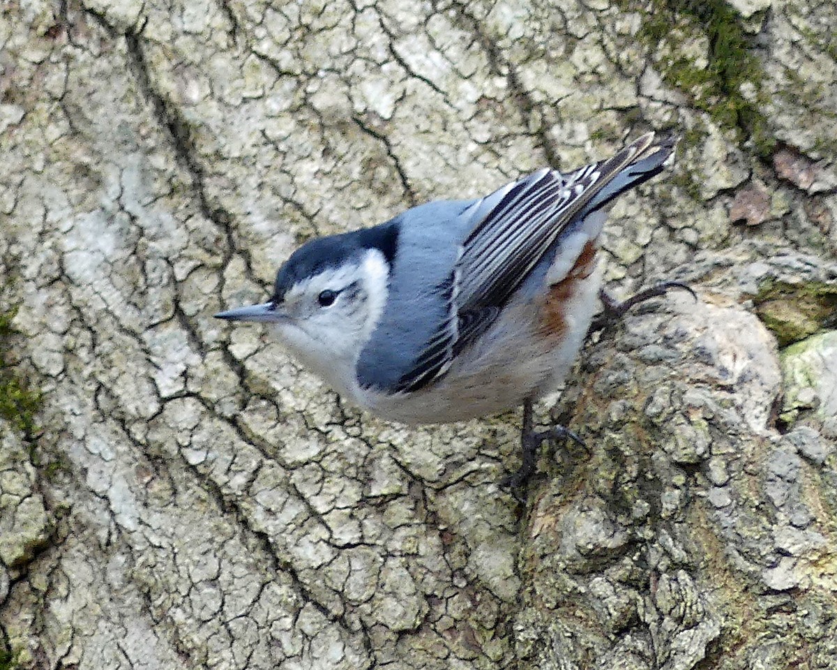 White-breasted Nuthatch - ML614787006