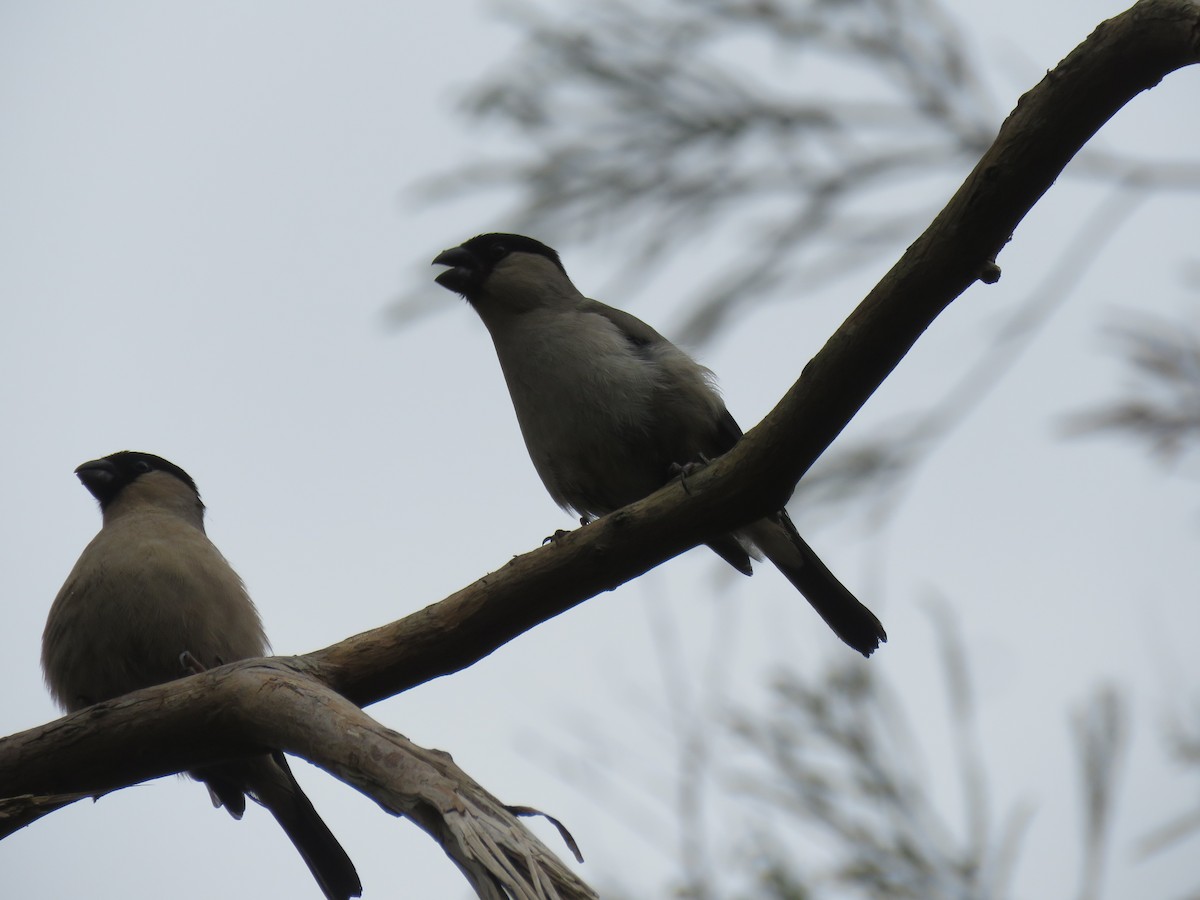 Azores Bullfinch - Thomas Gibson