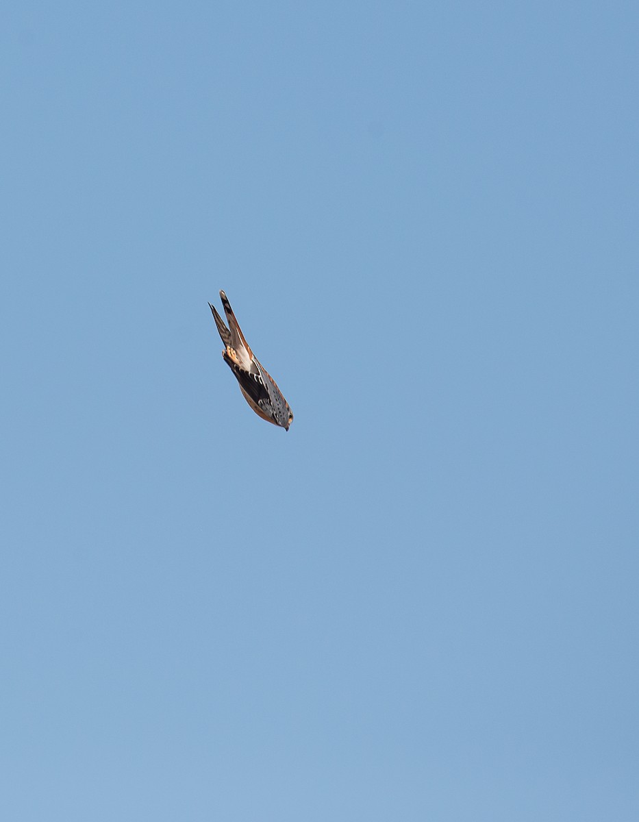 American Kestrel - ML614787016