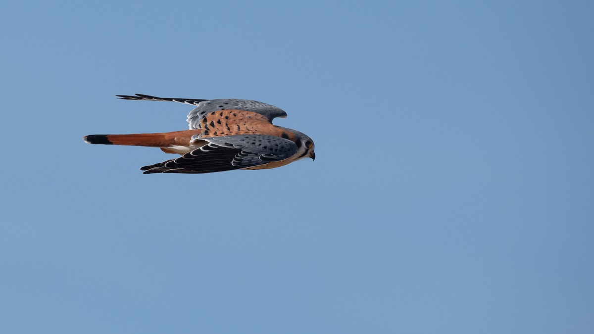 American Kestrel - ML614787017