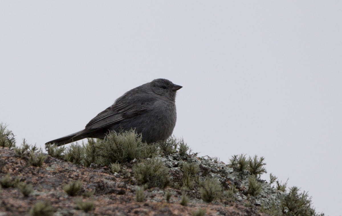 Plumbeous Sierra Finch - Juan Martín Fernandez Cecenarro