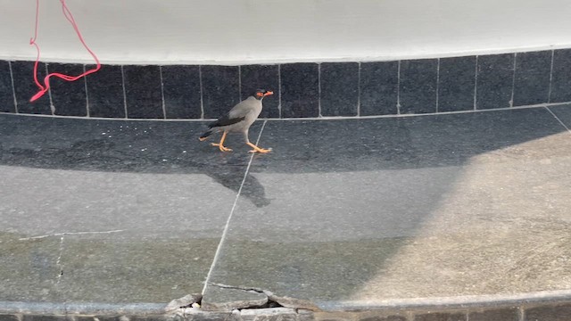 Bank Myna - ML614787060