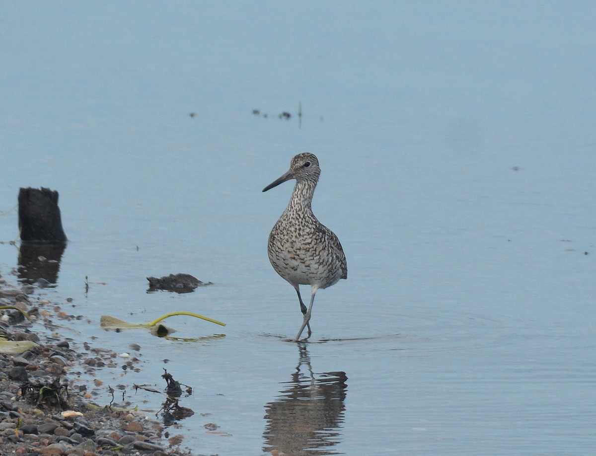 Willet (Eastern) - Craig Provost