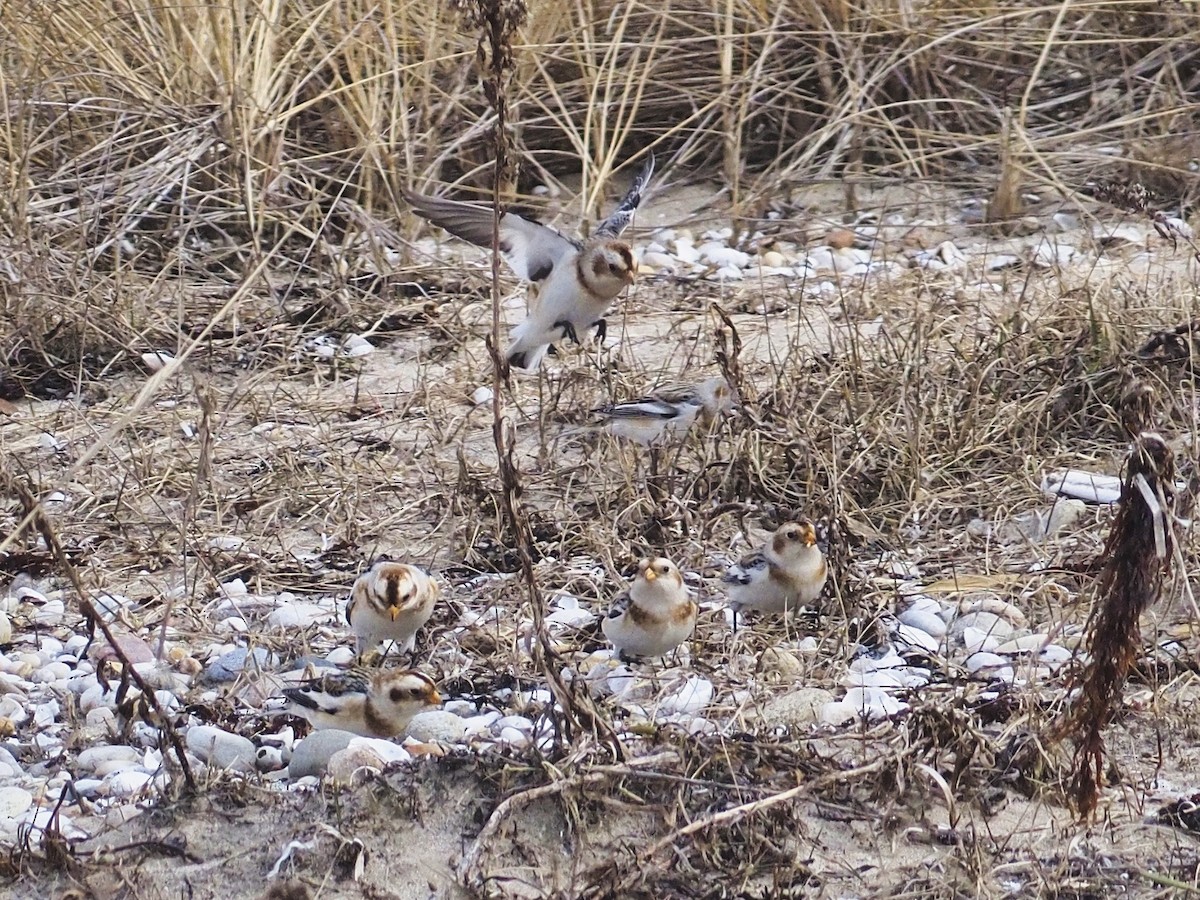 Snow Bunting - ML614787167