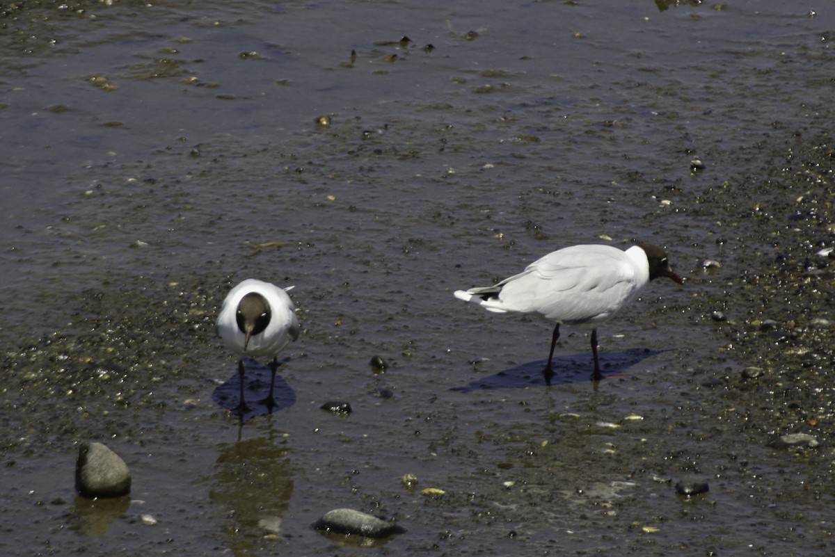 Brown-hooded Gull - ML614787170