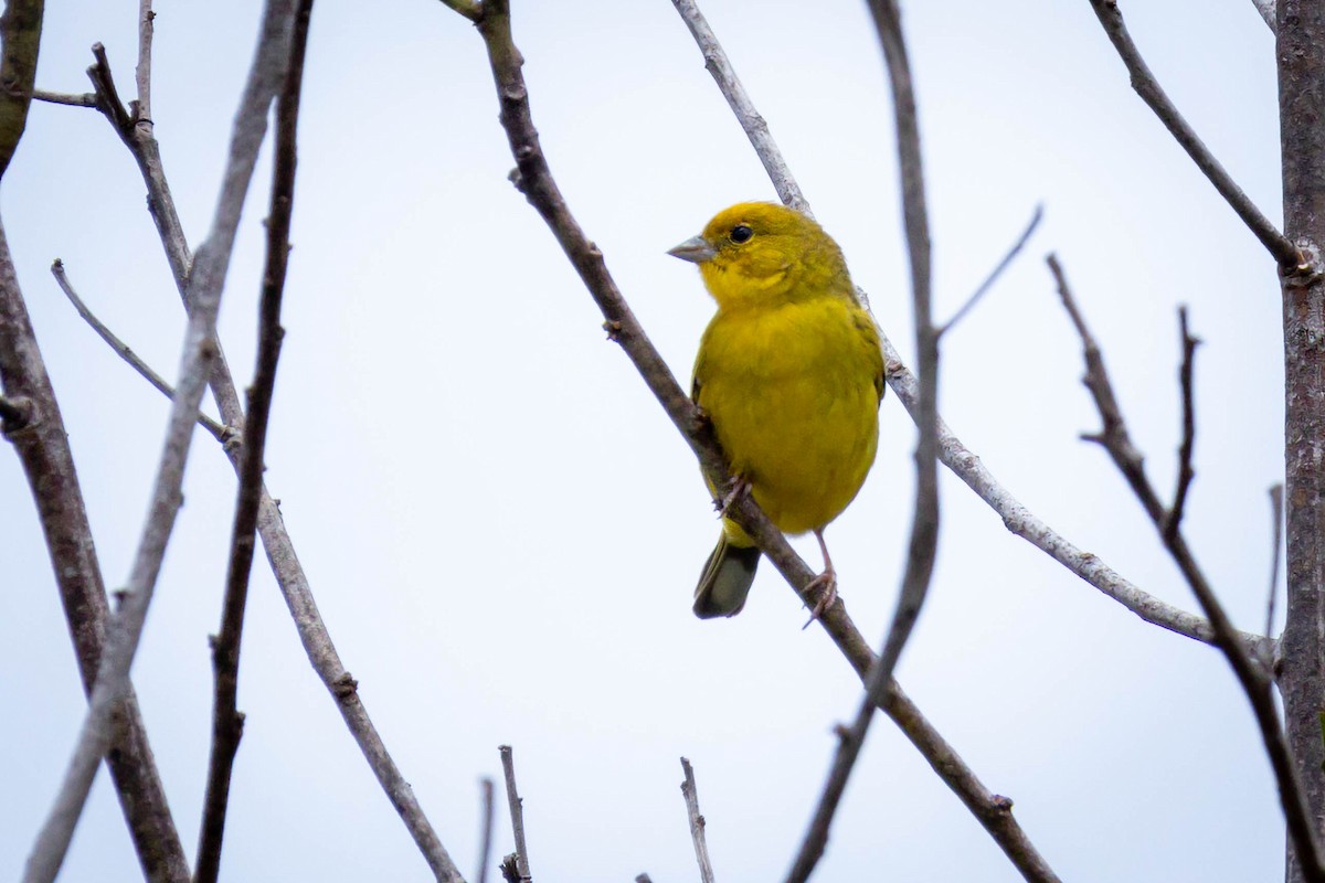 Stripe-tailed Yellow-Finch - ML614787193