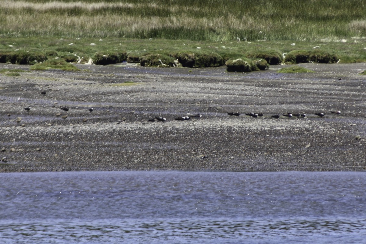 Black Skimmer - ML614787217