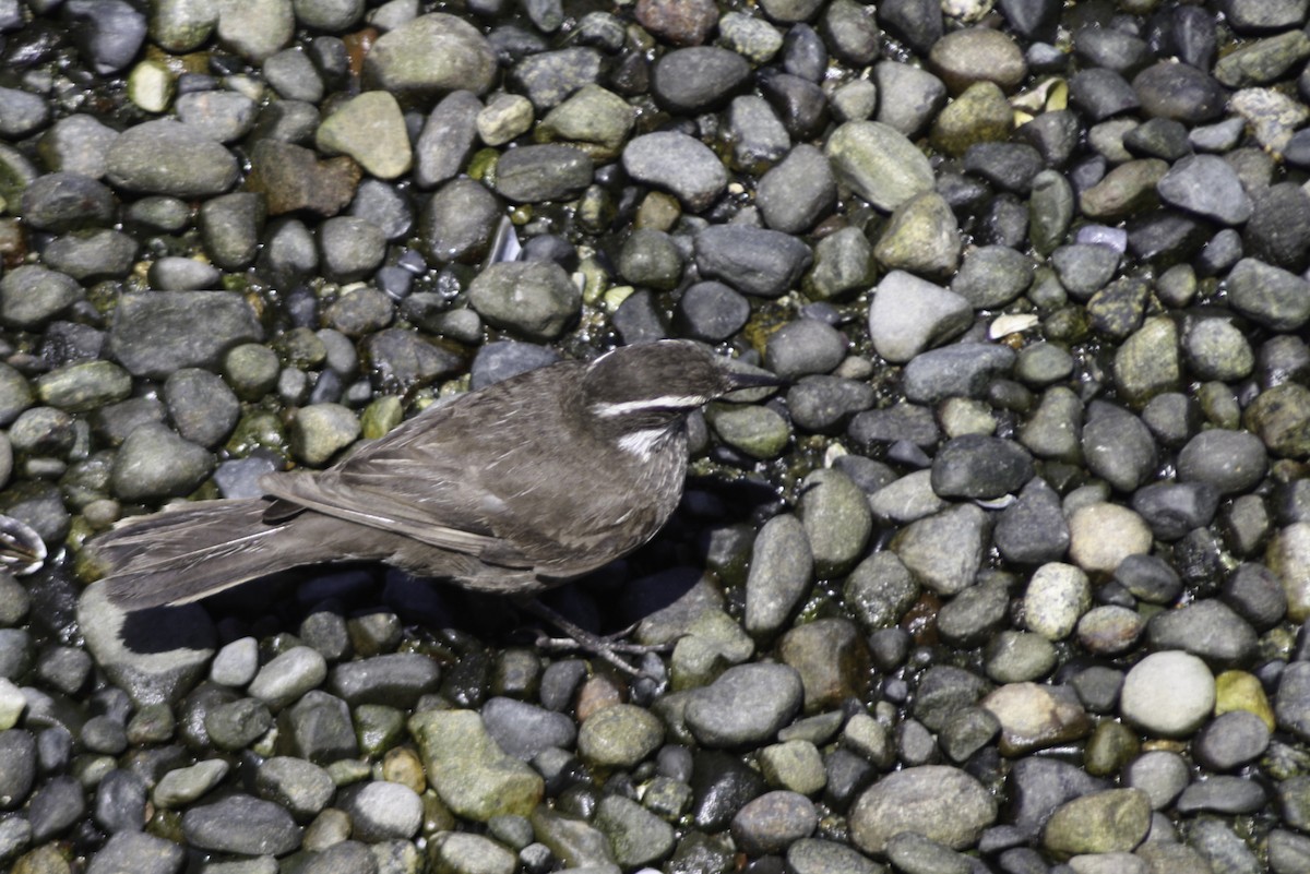 Remolinera Araucana - ML614787235