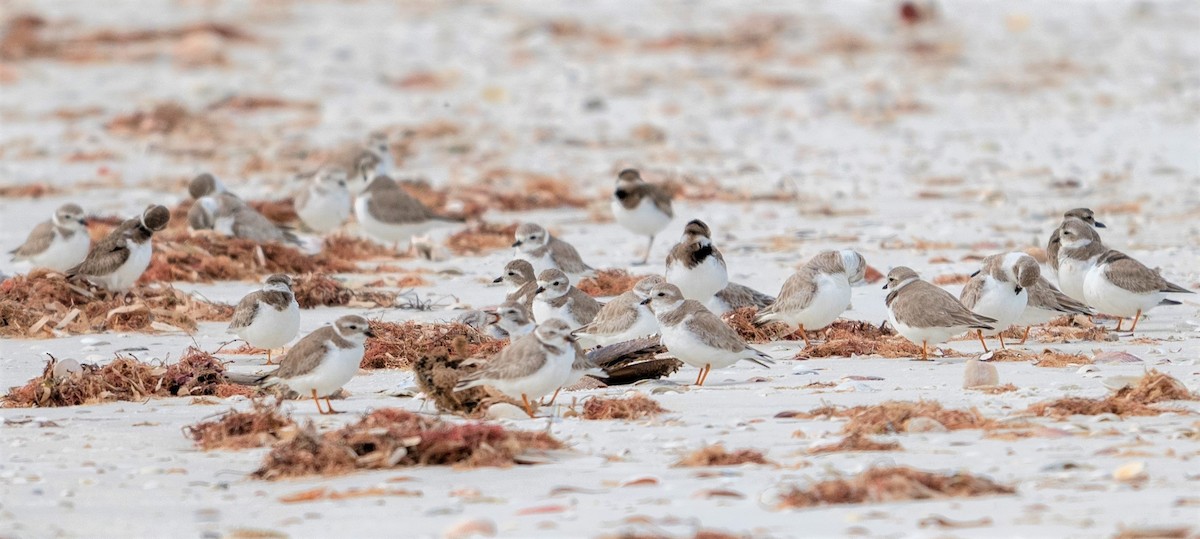 Piping Plover - ML614787245