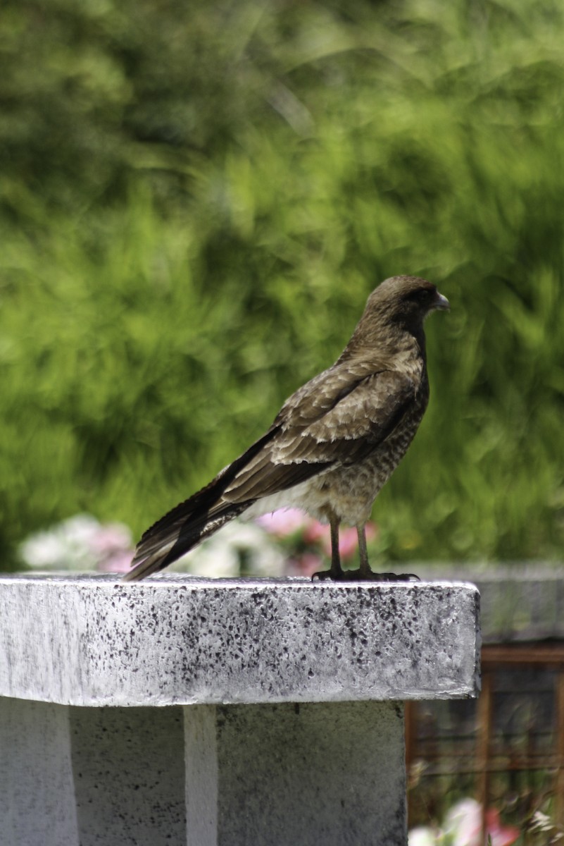 Caracara chimango - ML614787254