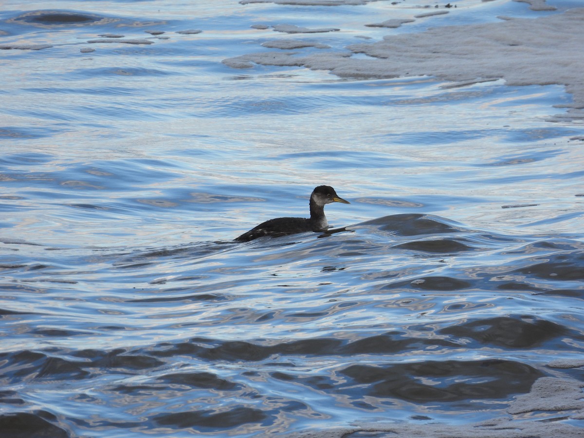 Red-necked Grebe - ML614787260