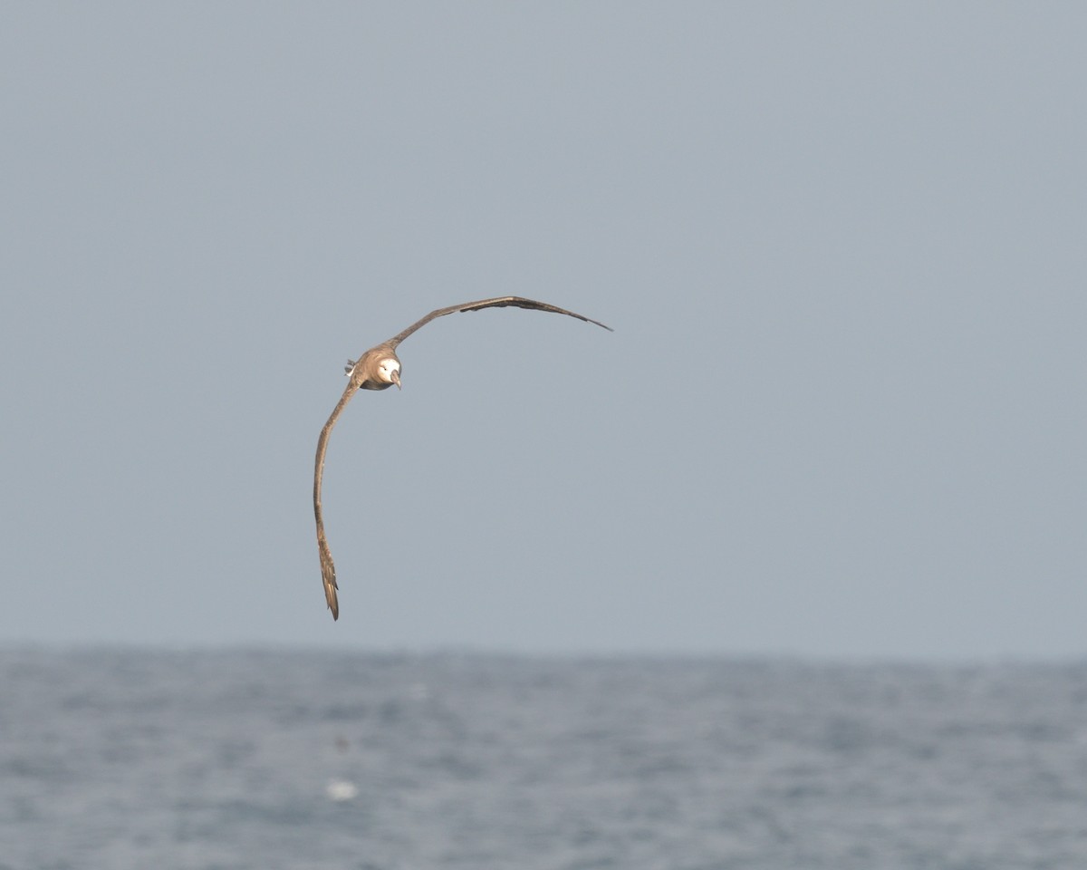 Black-footed Albatross - ML614787281