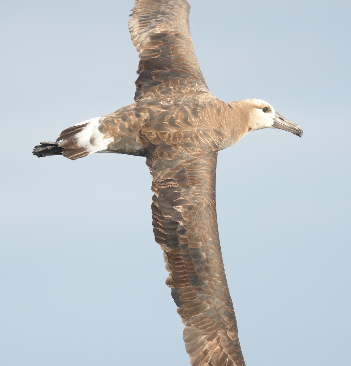 Black-footed Albatross - ML614787283