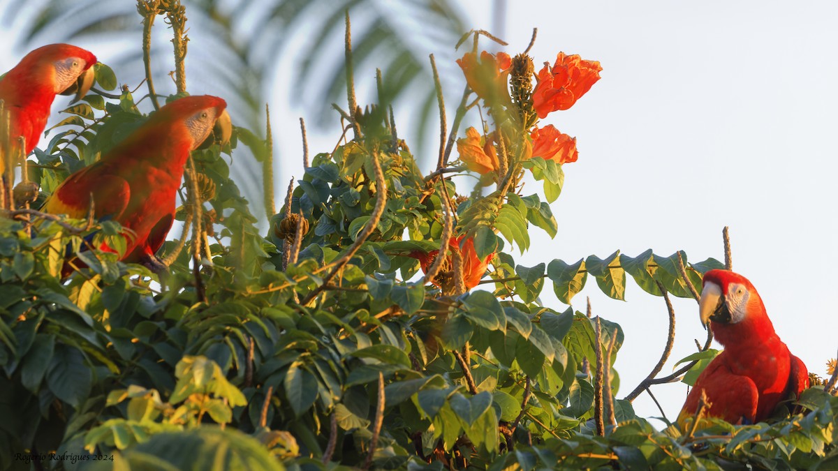 Scarlet Macaw - Rogério Rodrigues