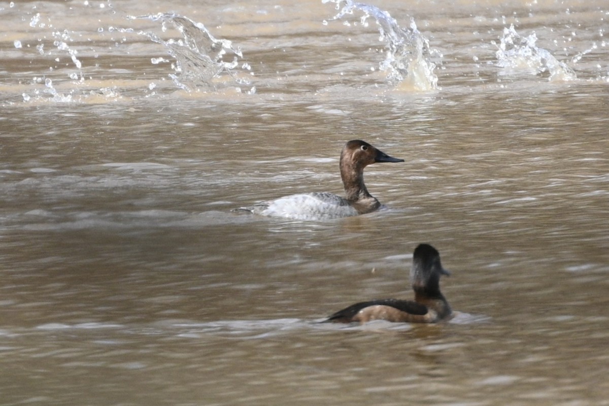 Canvasback - Jim McDaniel