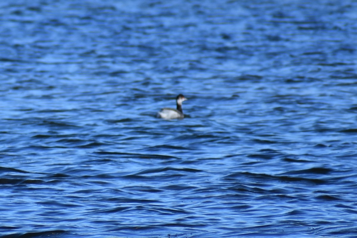 Horned/Eared Grebe - Jason Leduc