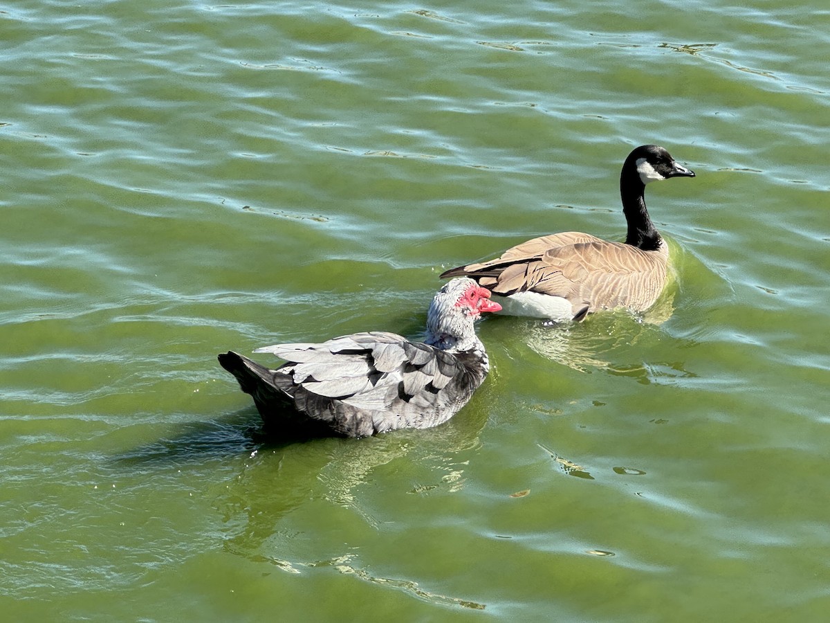 Cackling Goose - ML614787360