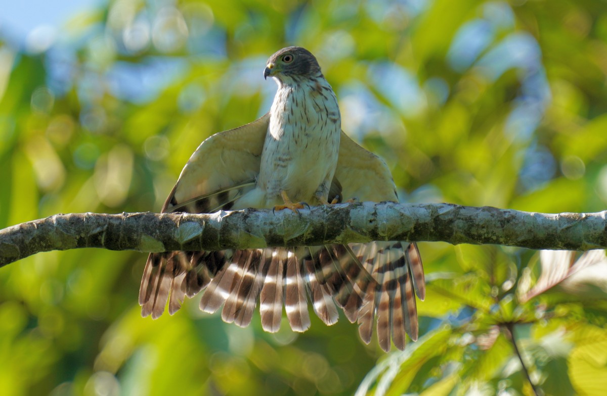 Double-toothed Kite - ML614787402